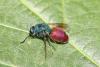 Chrysis comparata